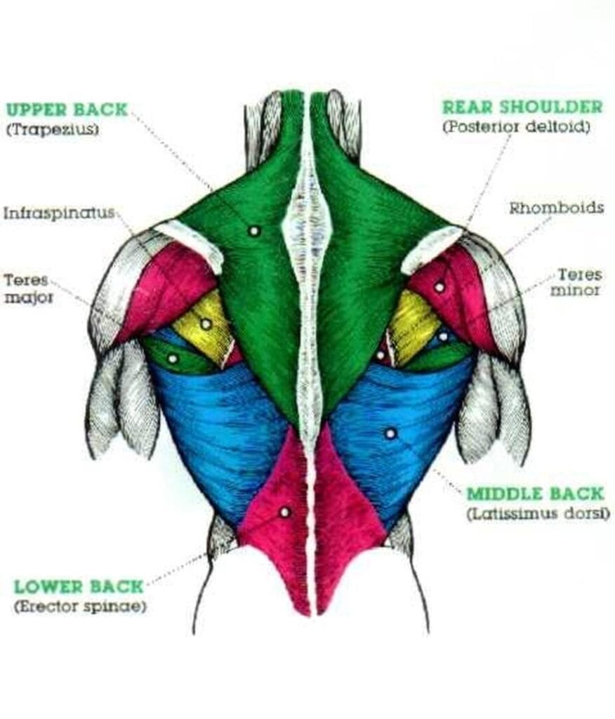 Important Muscle Groups Many People Neglect in the Gym. 1 back