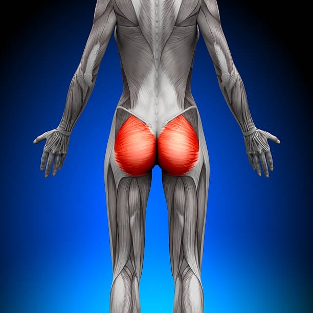 Important Muscle Groups Many People Neglect in the Gym. 3 glutes